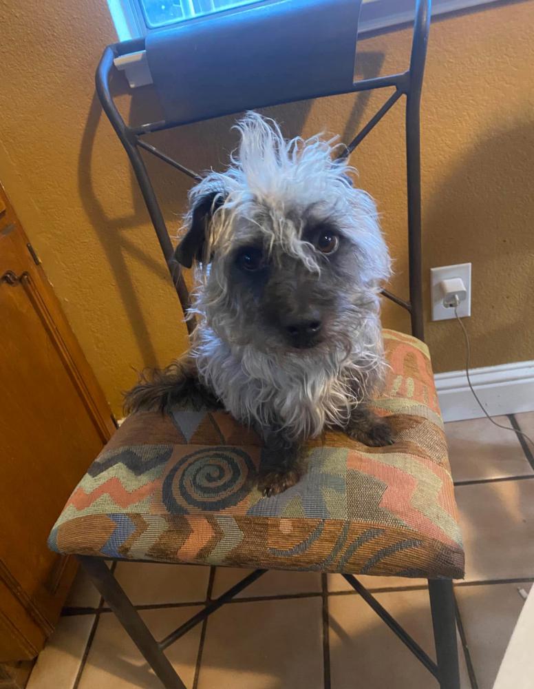 Image of Max, Lost Dog
