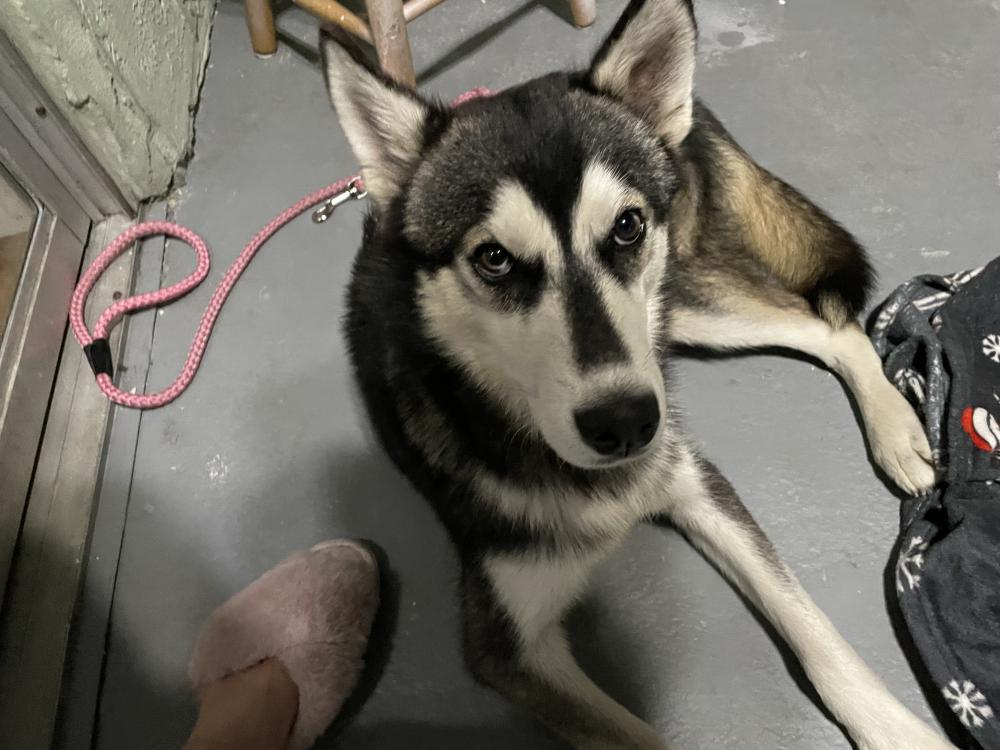 Image of Unknown, Found Dog