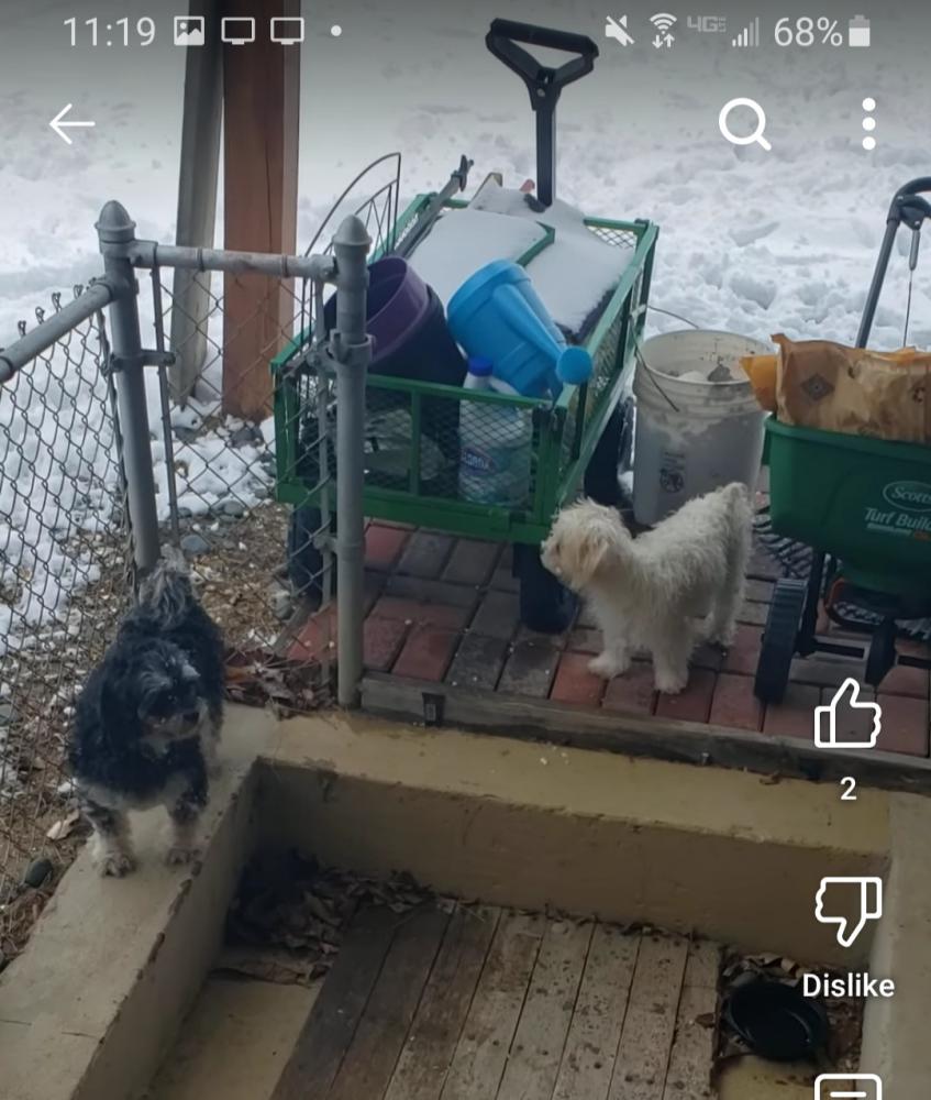 Image of Tito, Lost Dog