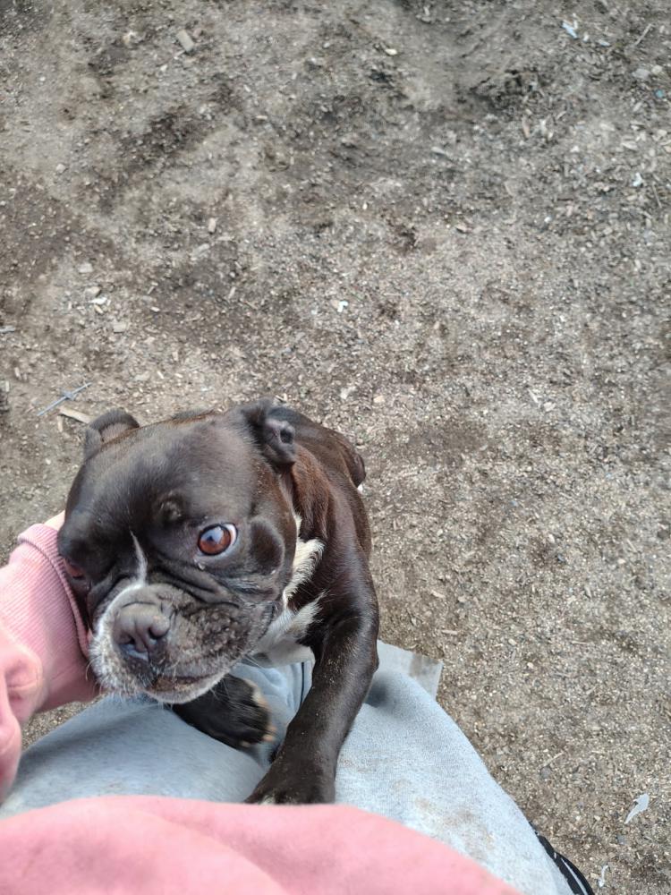 Image of Darla, Lost Dog