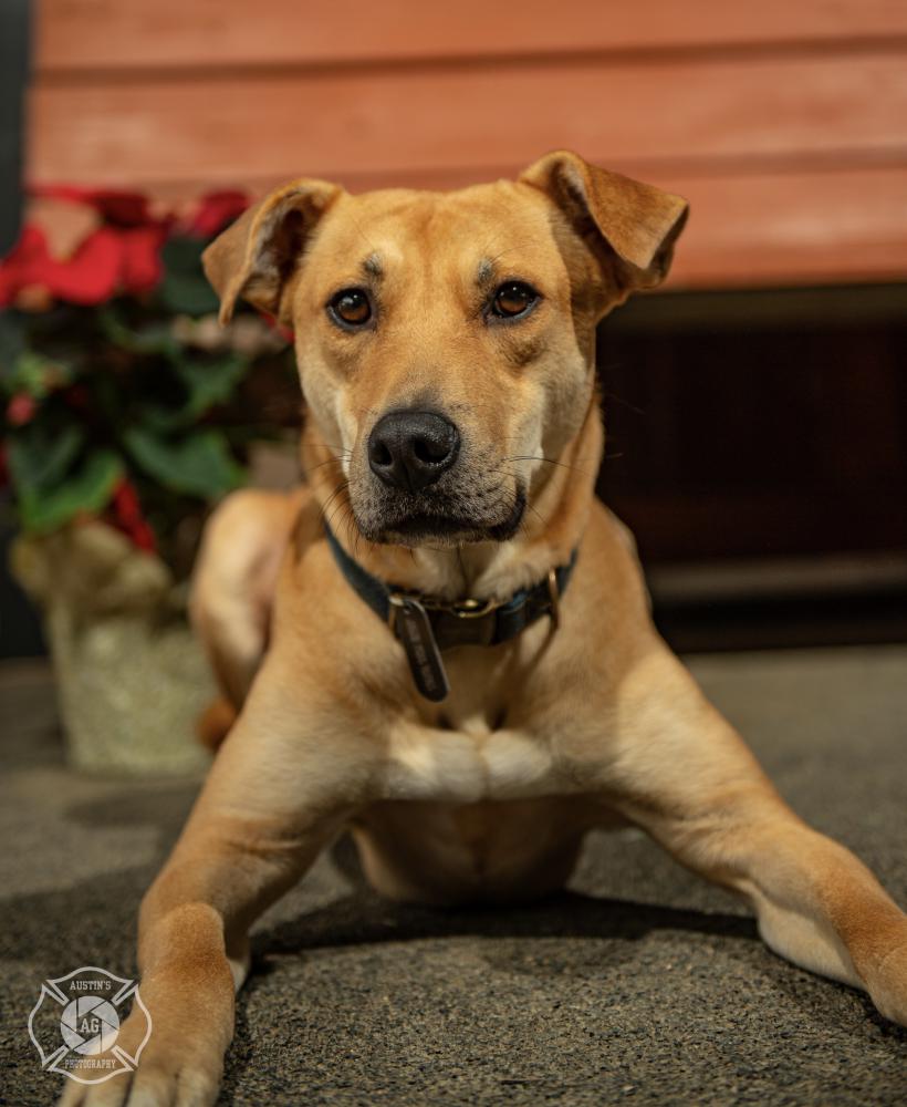 Image of Rowen, Lost Dog