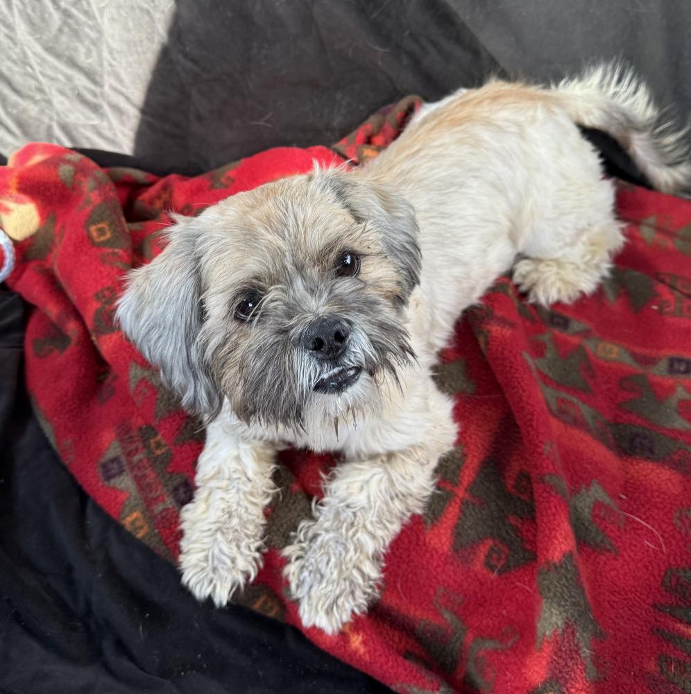 Image of Unknown, Found Dog