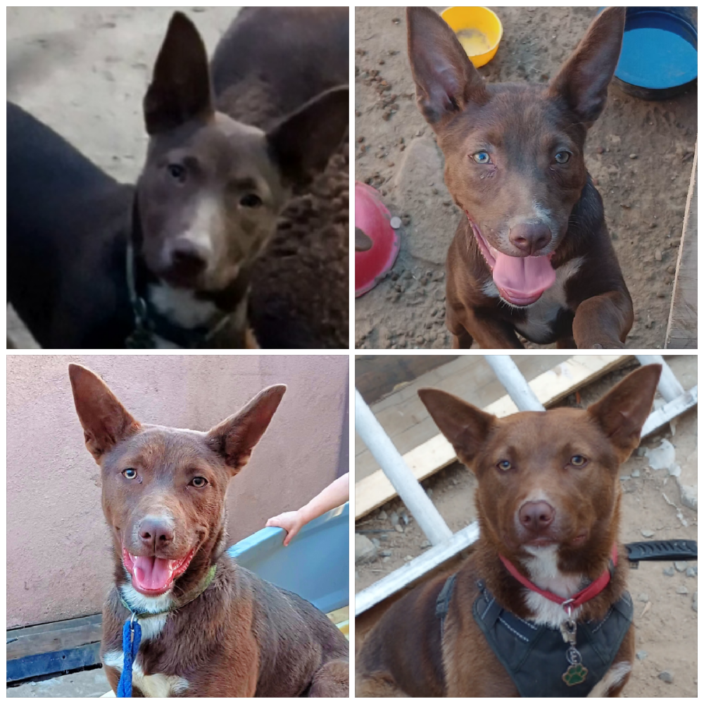 Image of Clover, Lost Dog