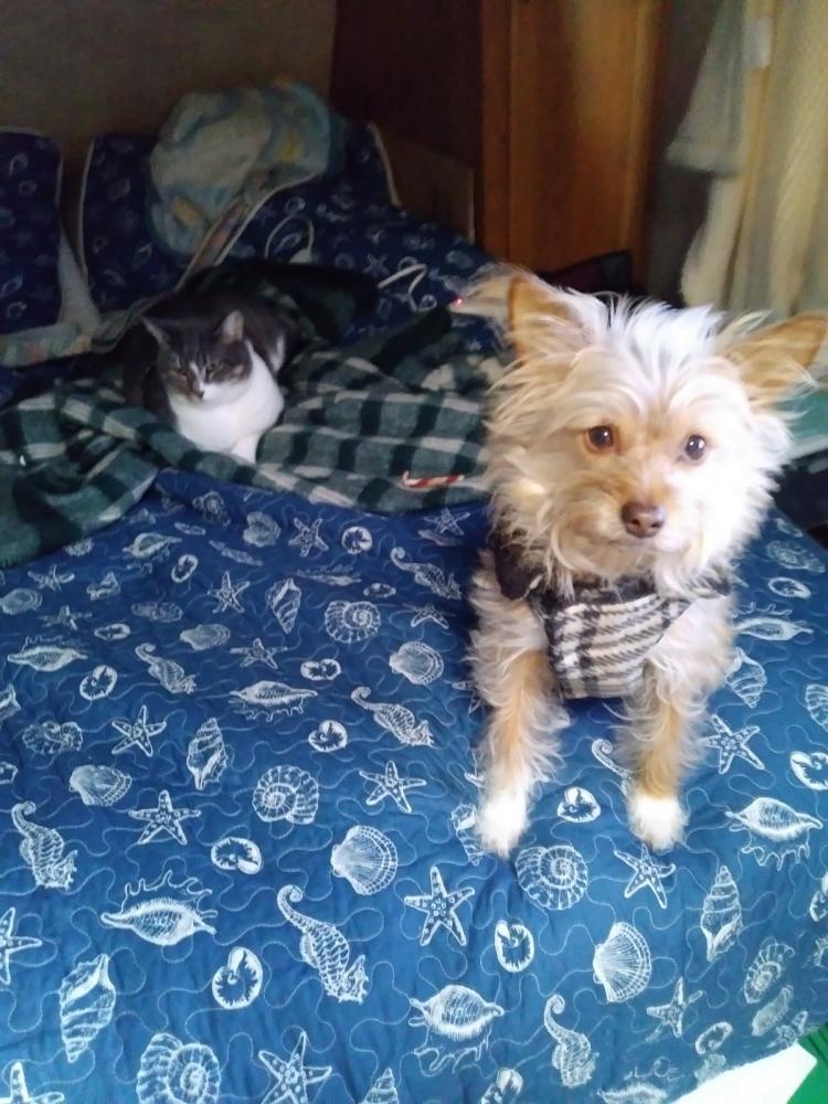 Image of Corky, Lost Dog