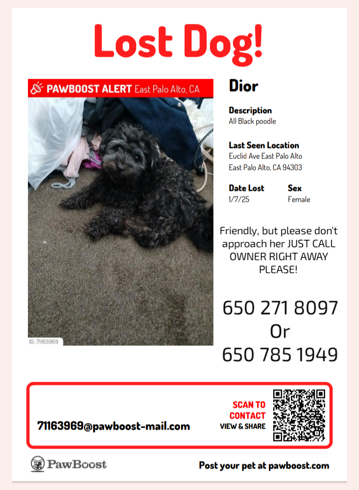 Image of Dior, Lost Dog