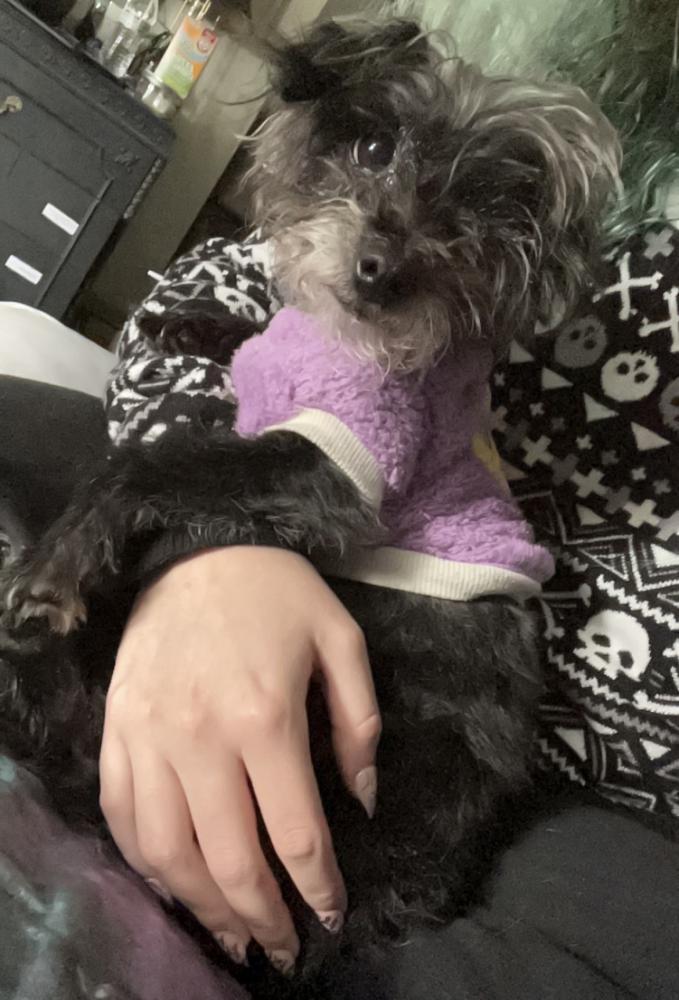 Image of Wednesday, Lost Dog