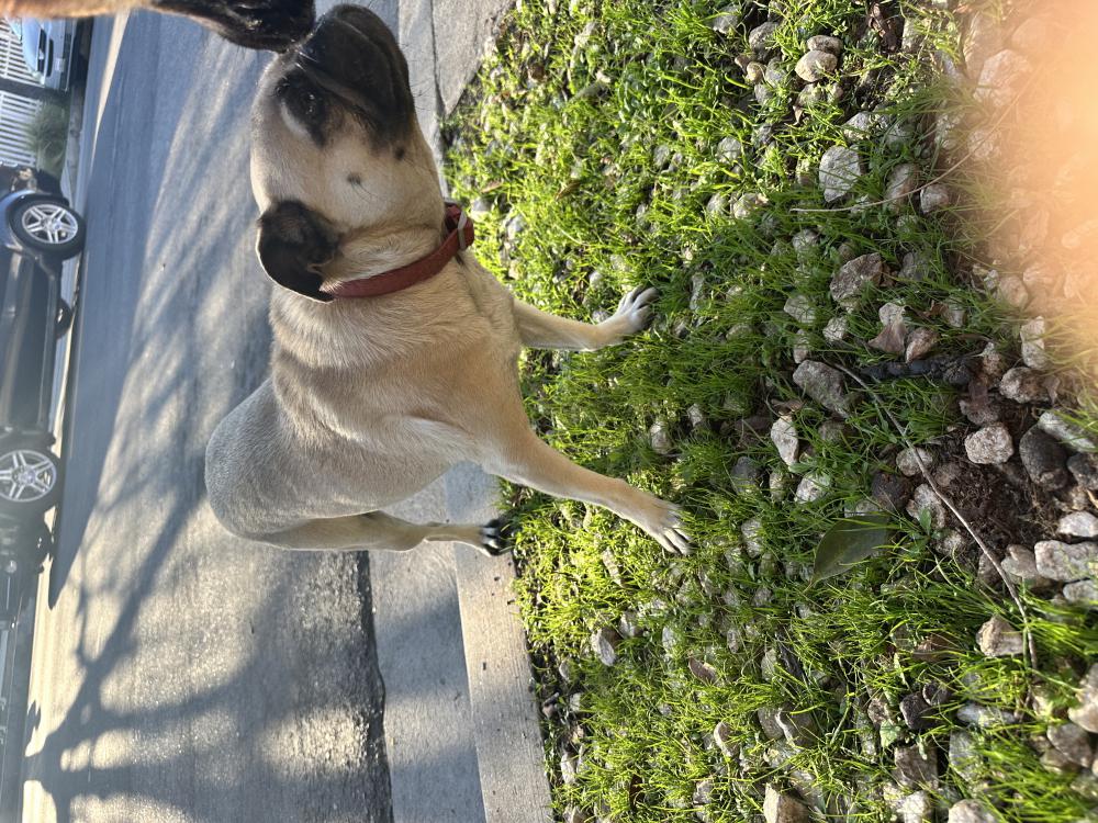 Image of Unknown, Found Dog