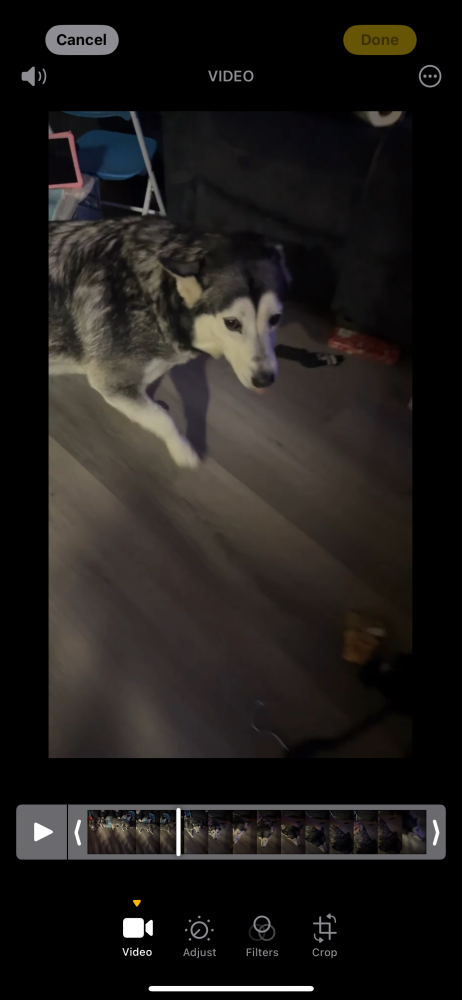Image of Unknown, Found Dog