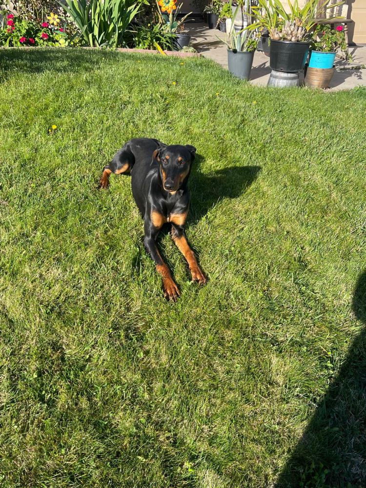 Image of Unknown, Found Dog