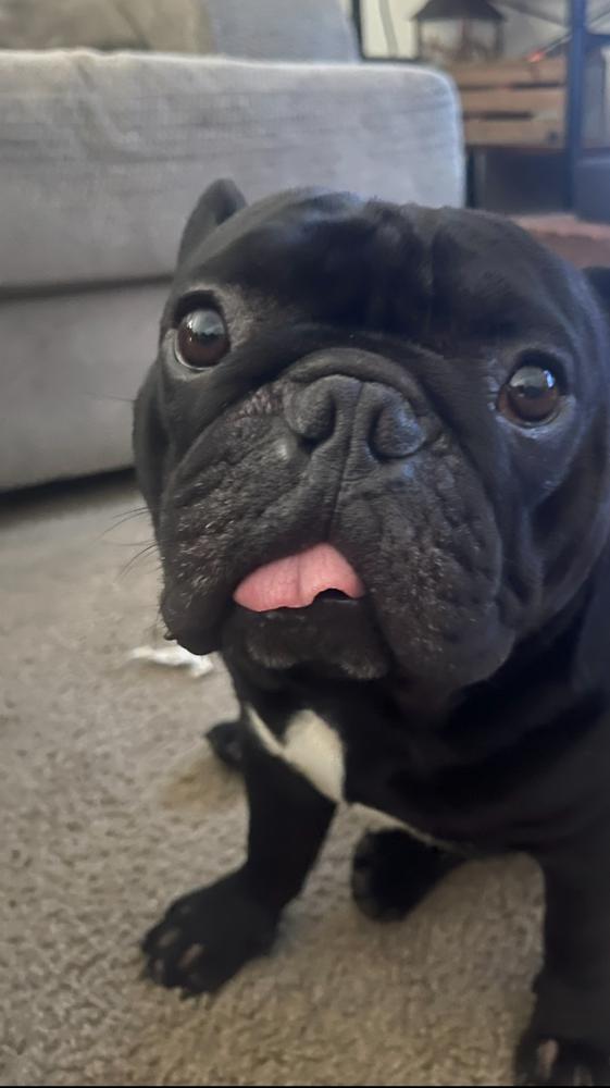 Image of Ralphie, Lost Dog