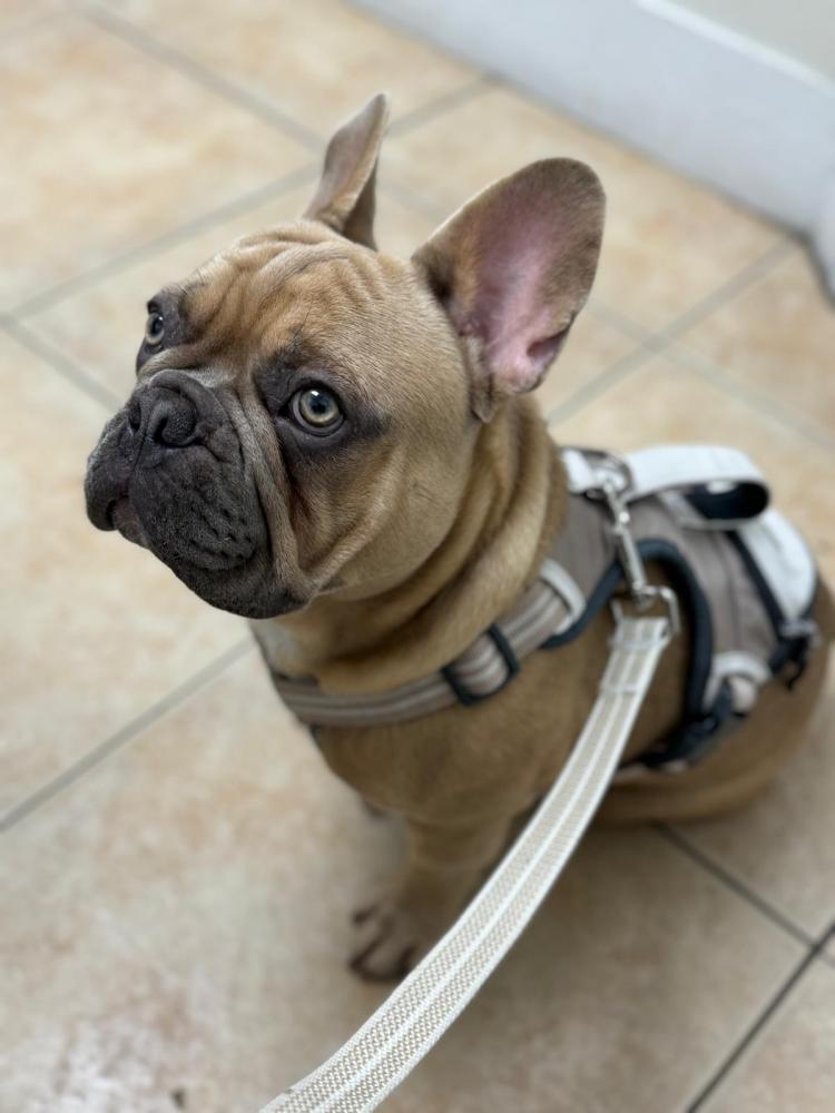 Image of Cooper, Lost Dog