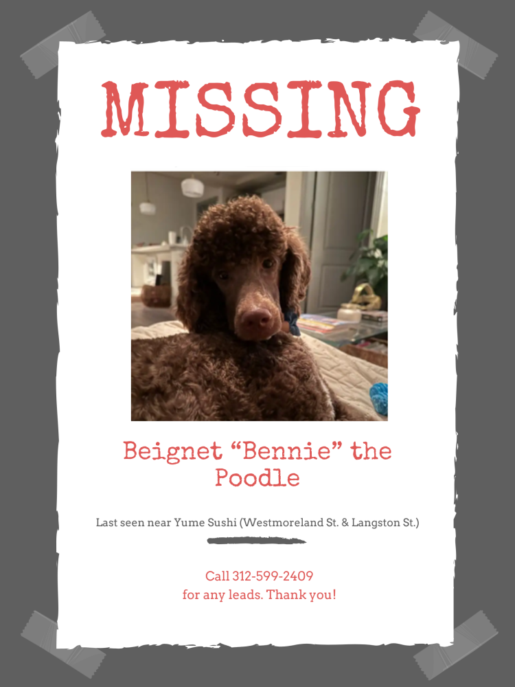 Image of Bennie, Lost Dog