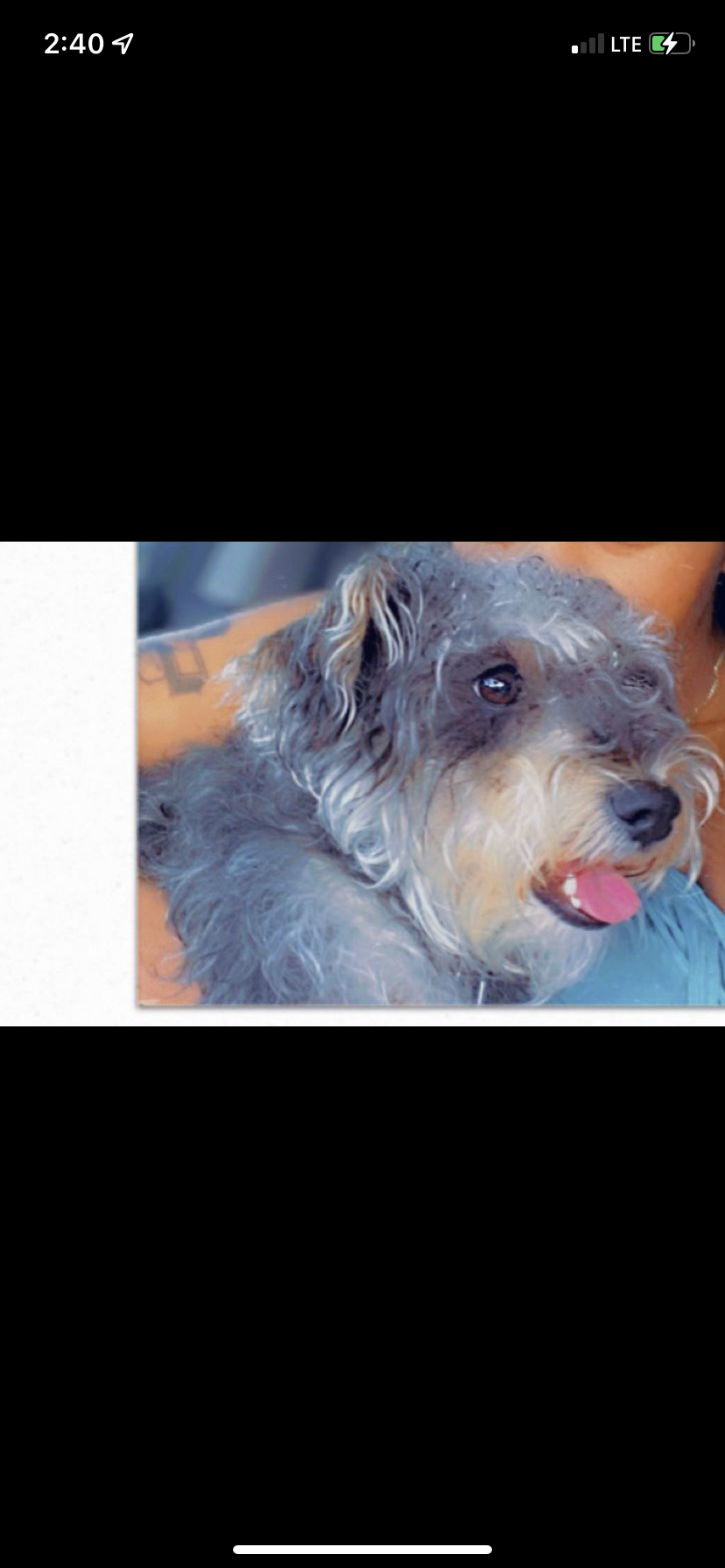 Image of Gucci, Lost Dog