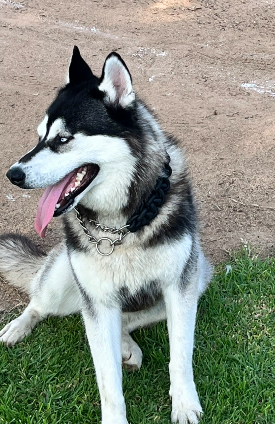 Image of Rocky, Lost Dog