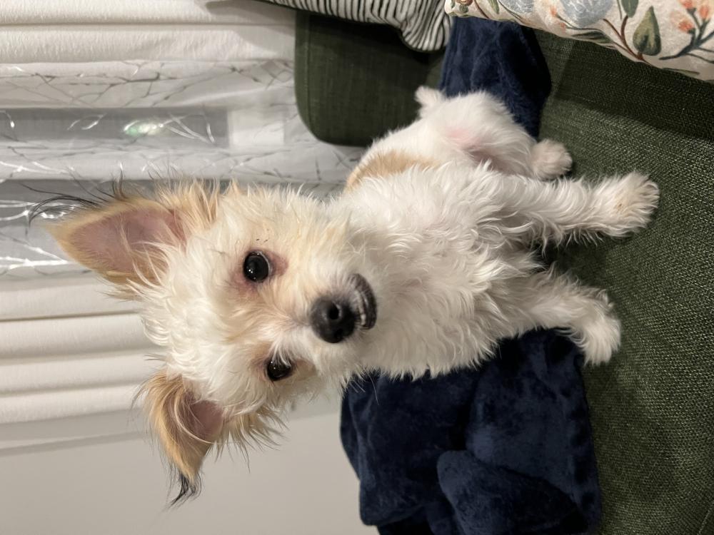 Image of Milo, Lost Dog