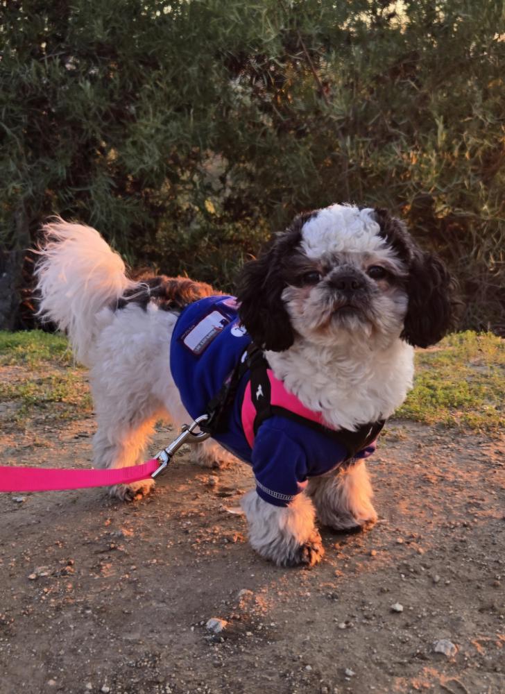 Image of Dixie, Lost Dog