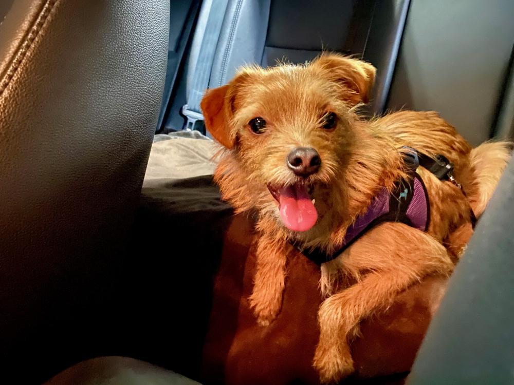 Image of Unknown, Found Dog