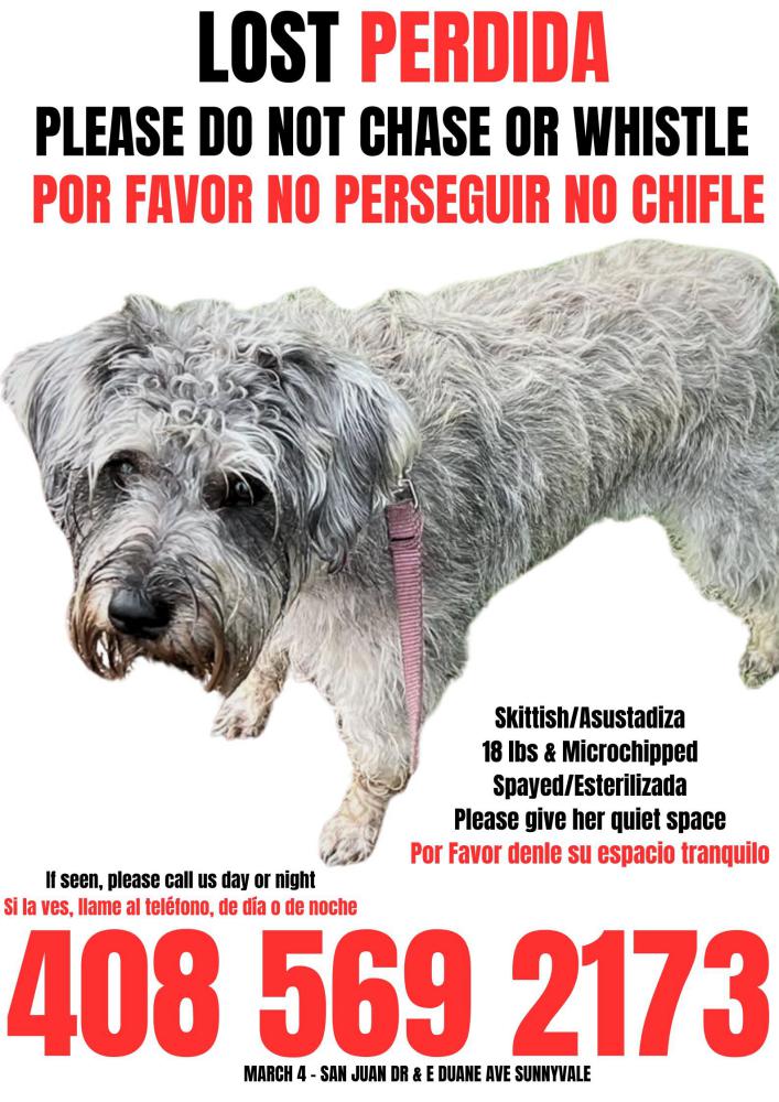 Image of Lily, Lost Dog
