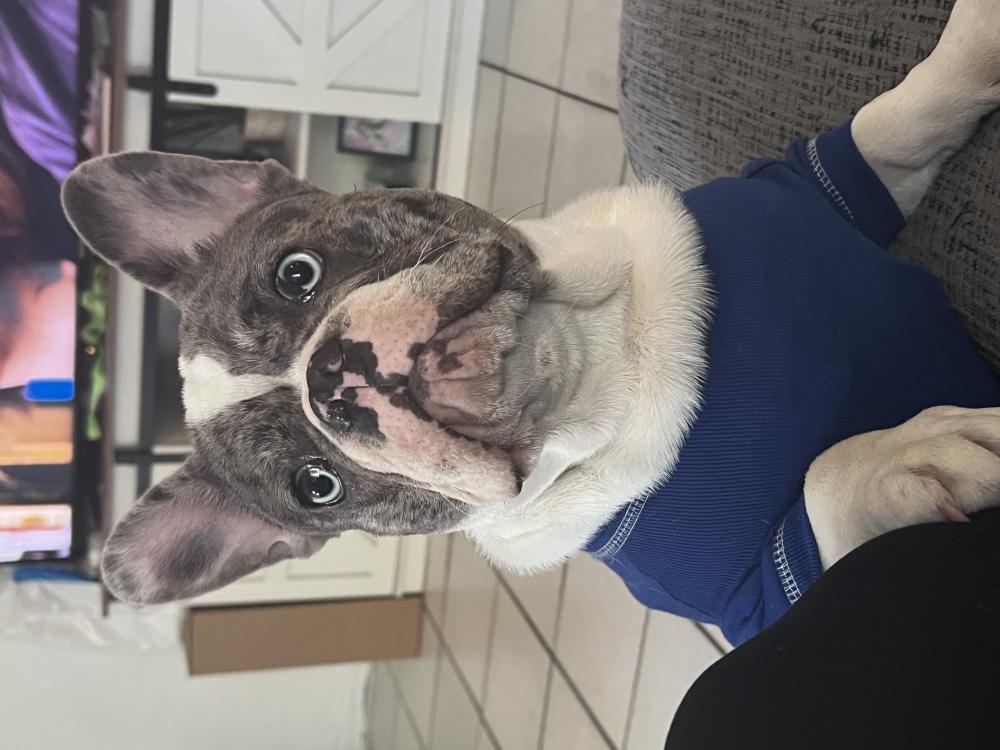 Image of Spanky, Lost Dog