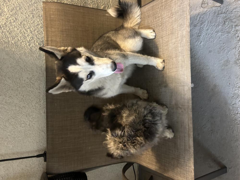 Image of No name, Lost Dog