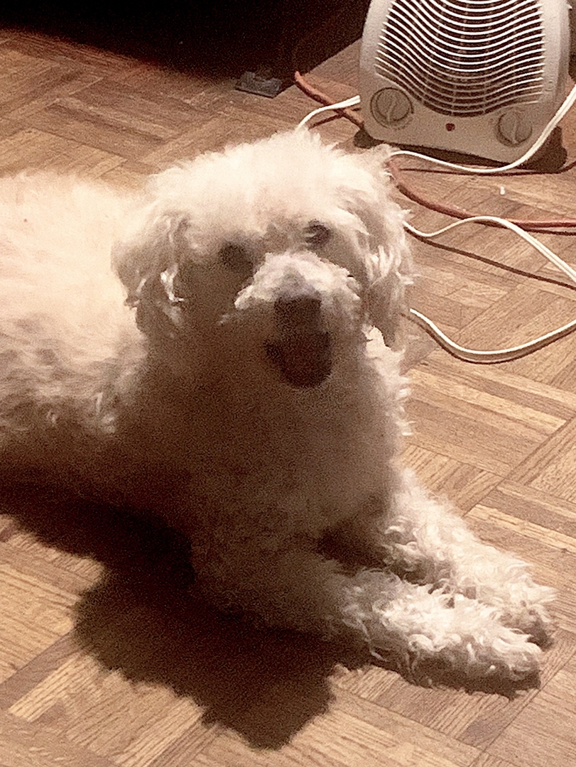 Image of Max, Lost Dog