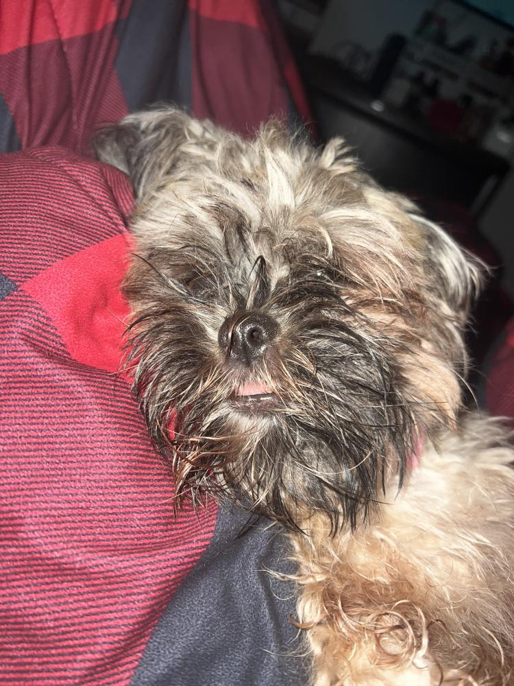 Image of Lia, Lost Dog