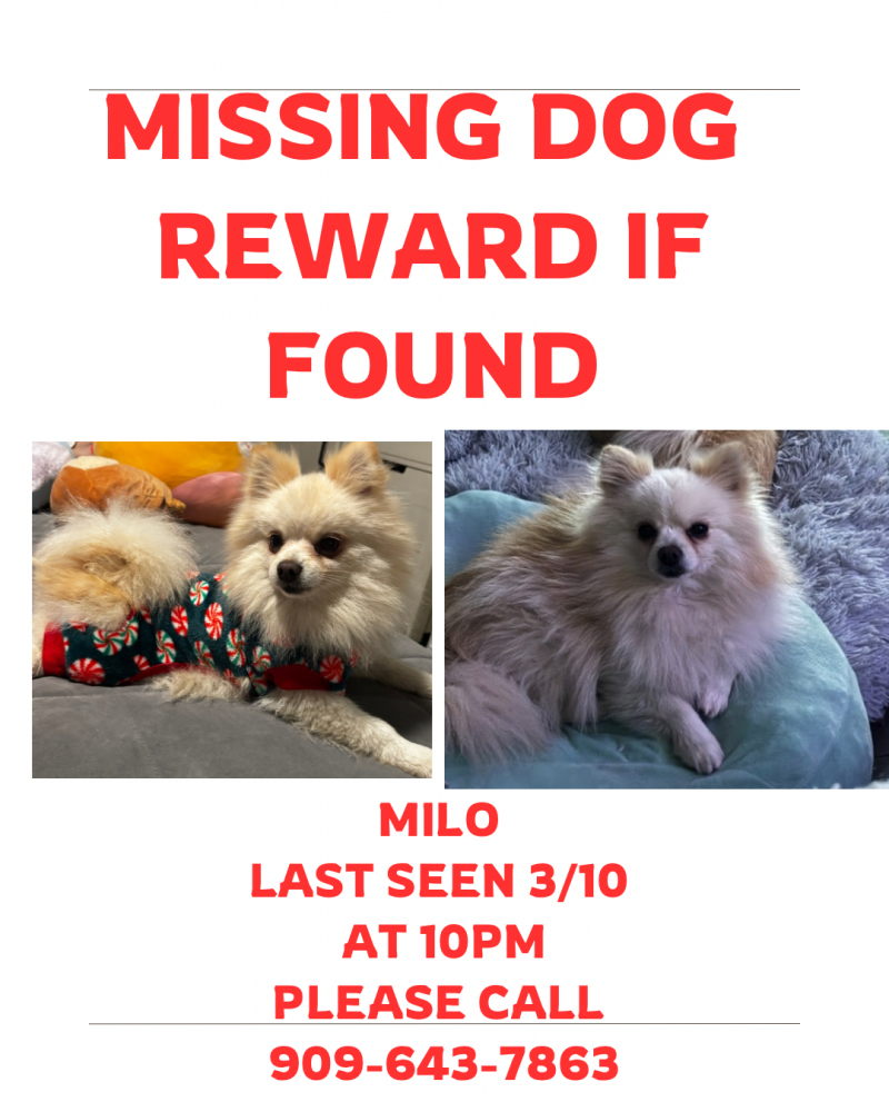 Image of Milo, Lost Dog
