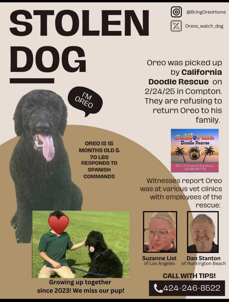 Image of Oreo, Lost Dog