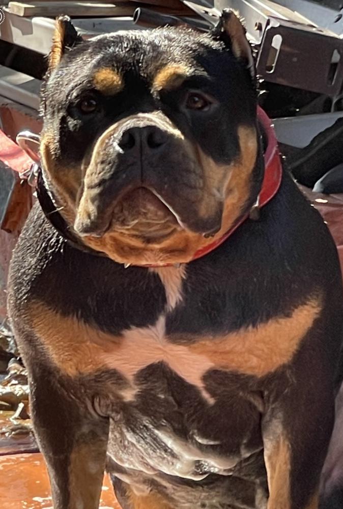 Image of Chapo, Lost Dog