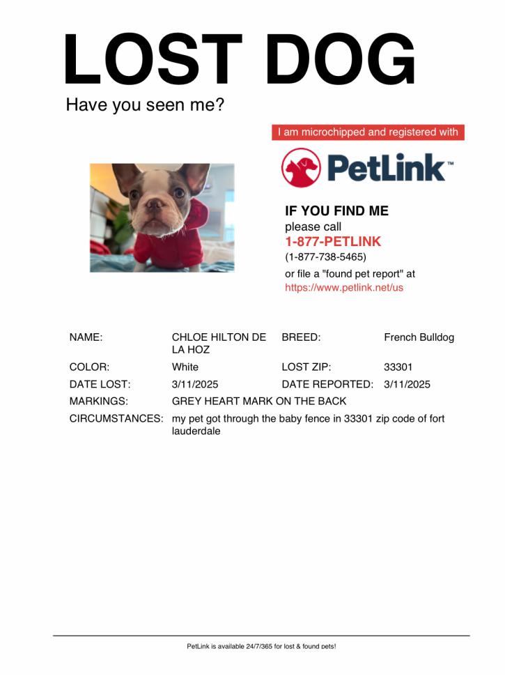 Image of Chloe Hilton delahoz, Lost Dog