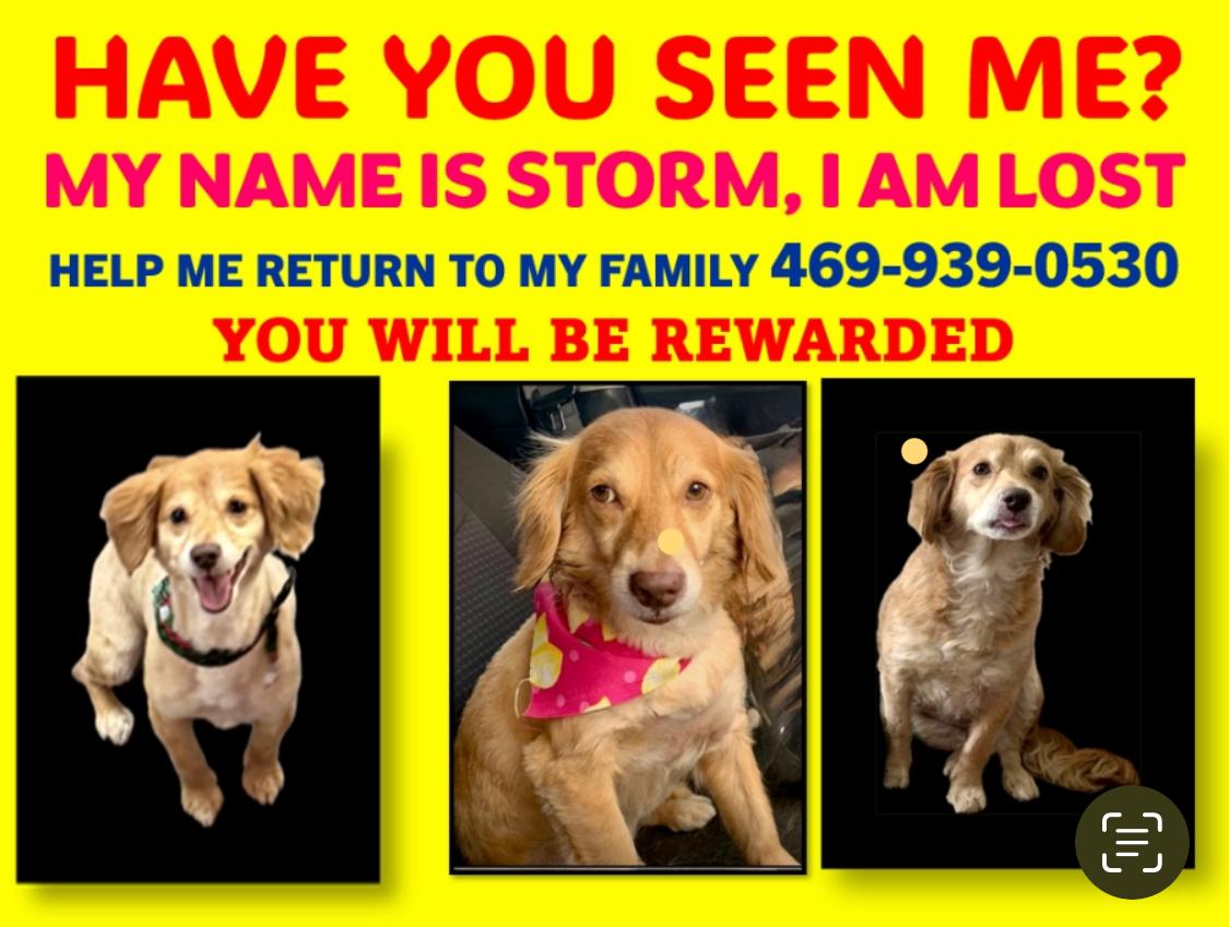 Image of Storm, Lost Dog