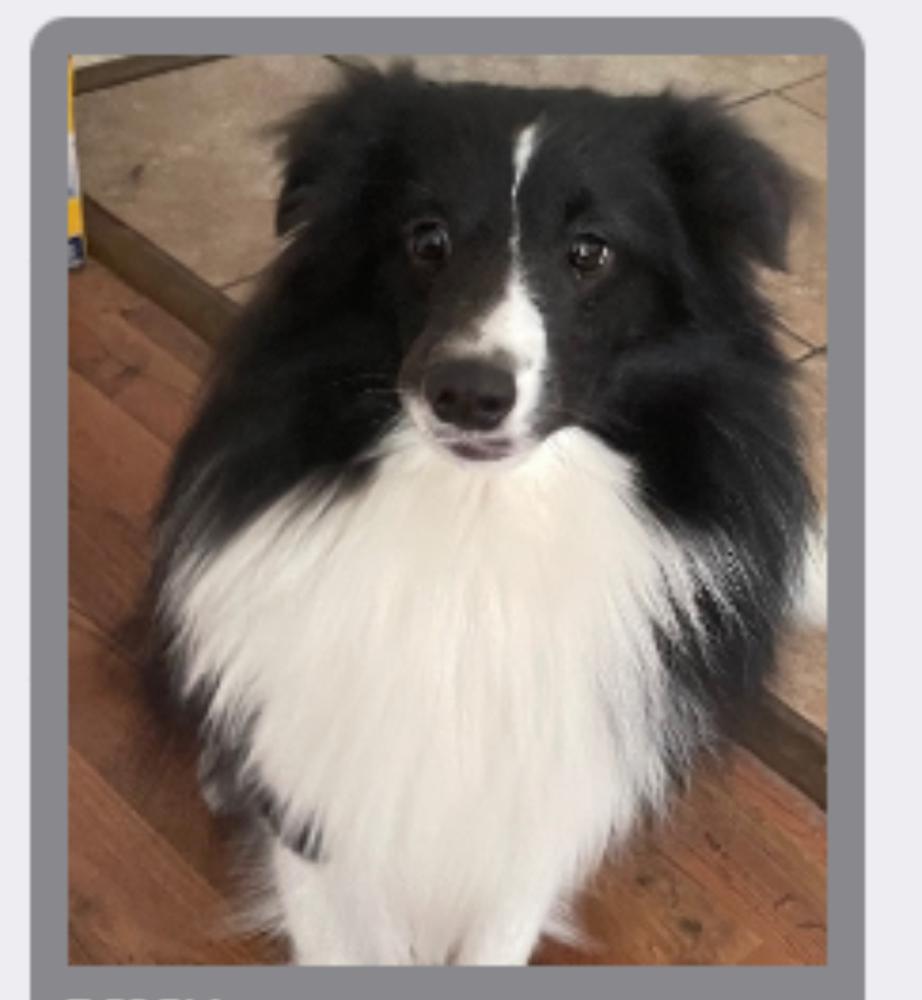 Image of Oliver, Lost Dog