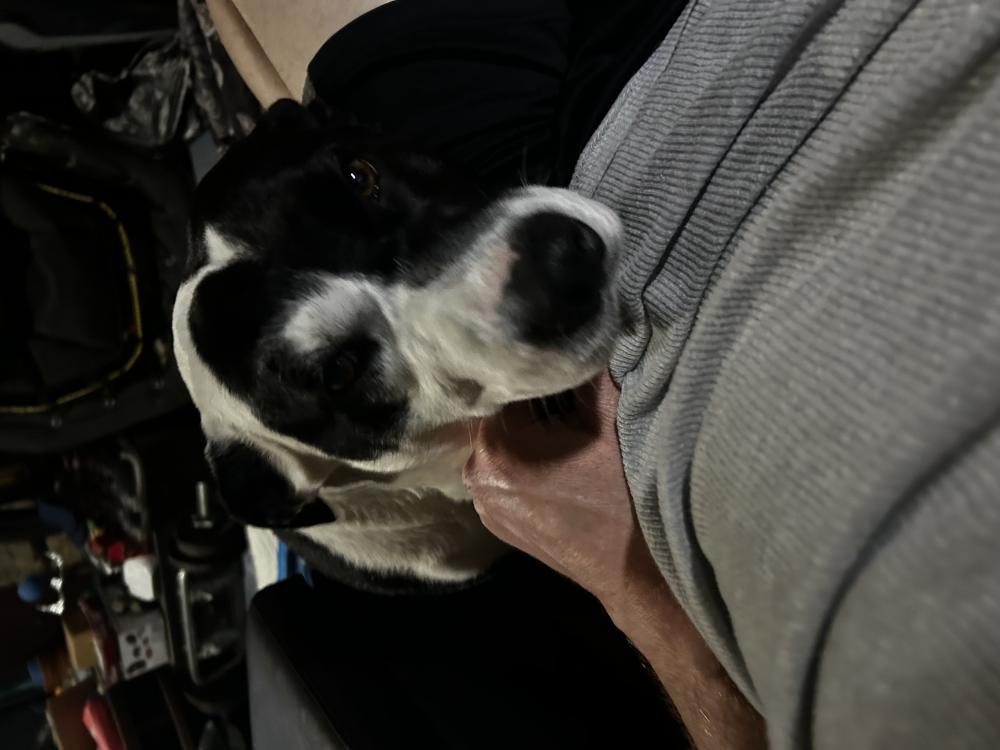 Image of Kody, Lost Dog