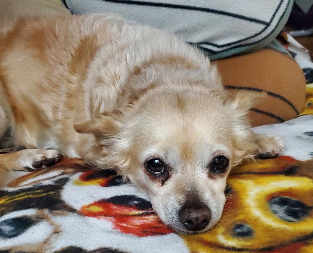 Image of Rosie, Lost Dog