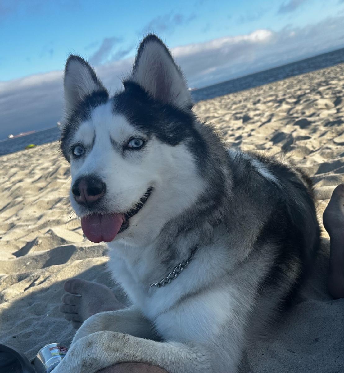 Image of Athena, Lost Dog