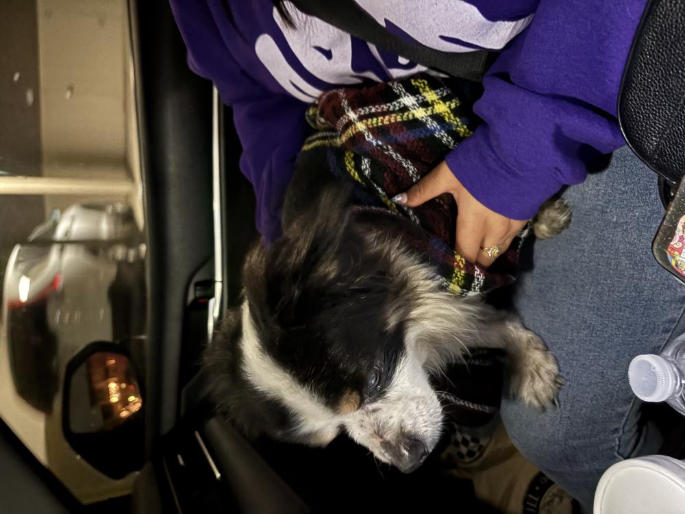 Image of Unknown, Found Dog