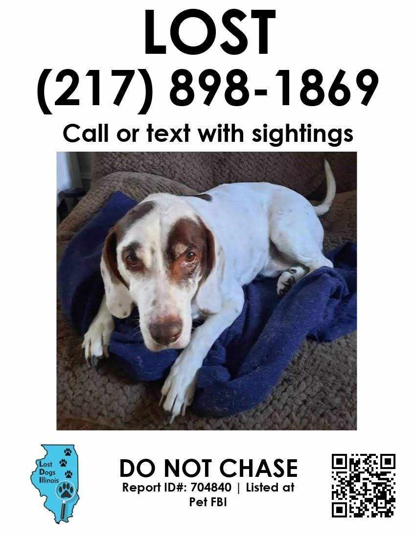 Image of Paco, Lost Dog