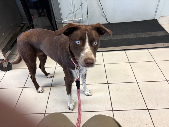 Image of unknown, Found Dog