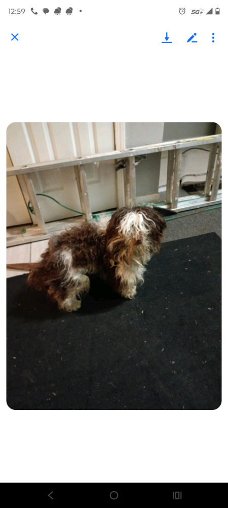 Image of Tucker, Lost Dog
