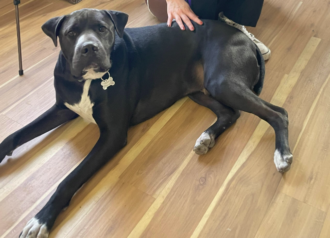 Image of Shadow, Lost Dog