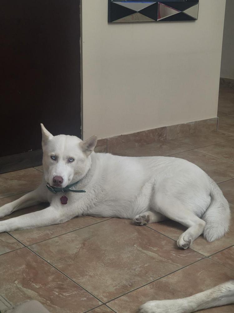Image of YANKA, Lost Dog