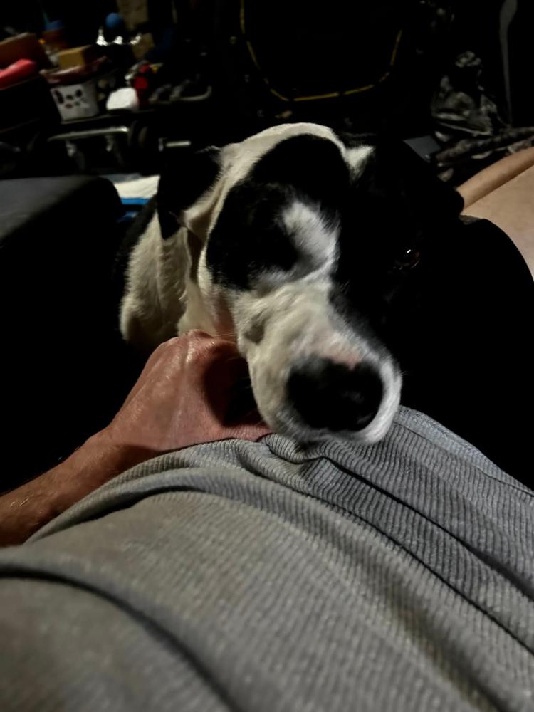 Image of Kody, Lost Dog