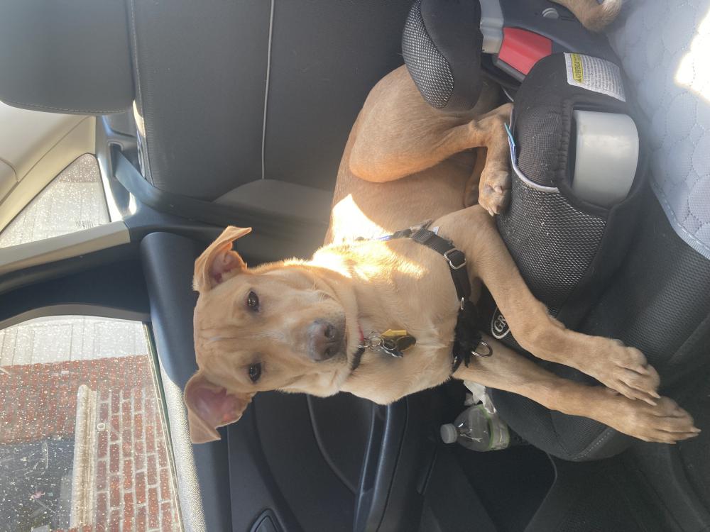 Image of Tippy, Lost Dog