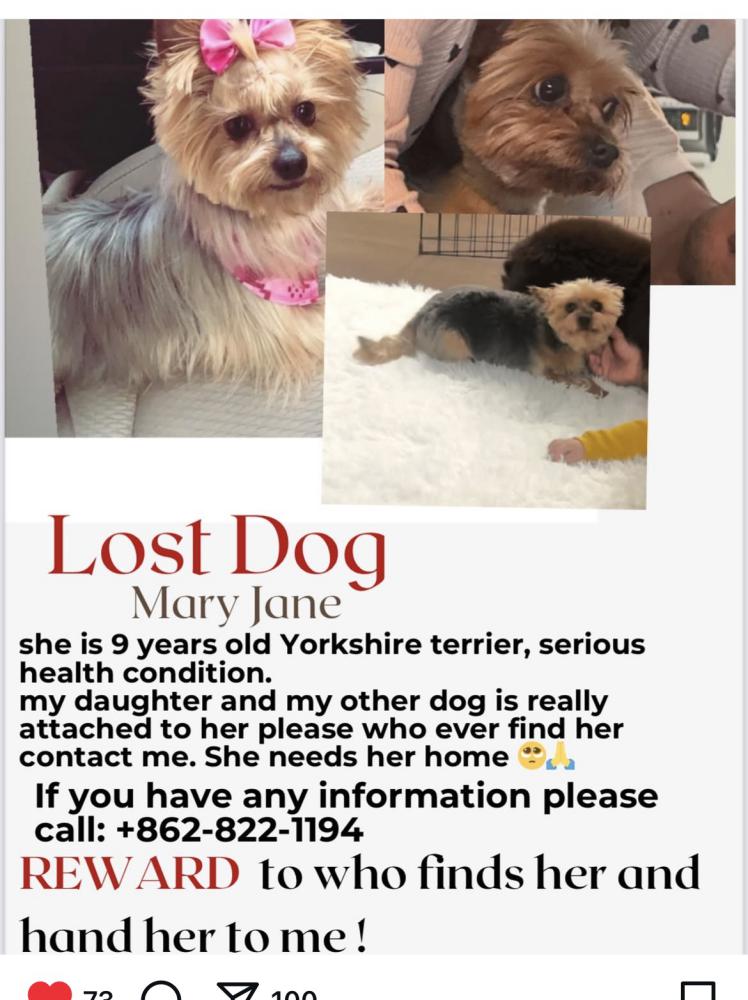 Image of Mary Jane, Lost Dog