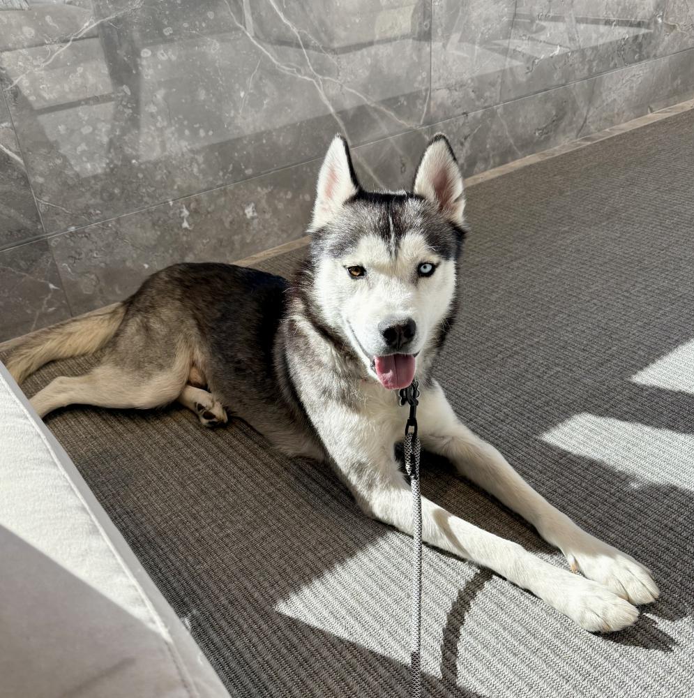 Image of Luka, Lost Dog