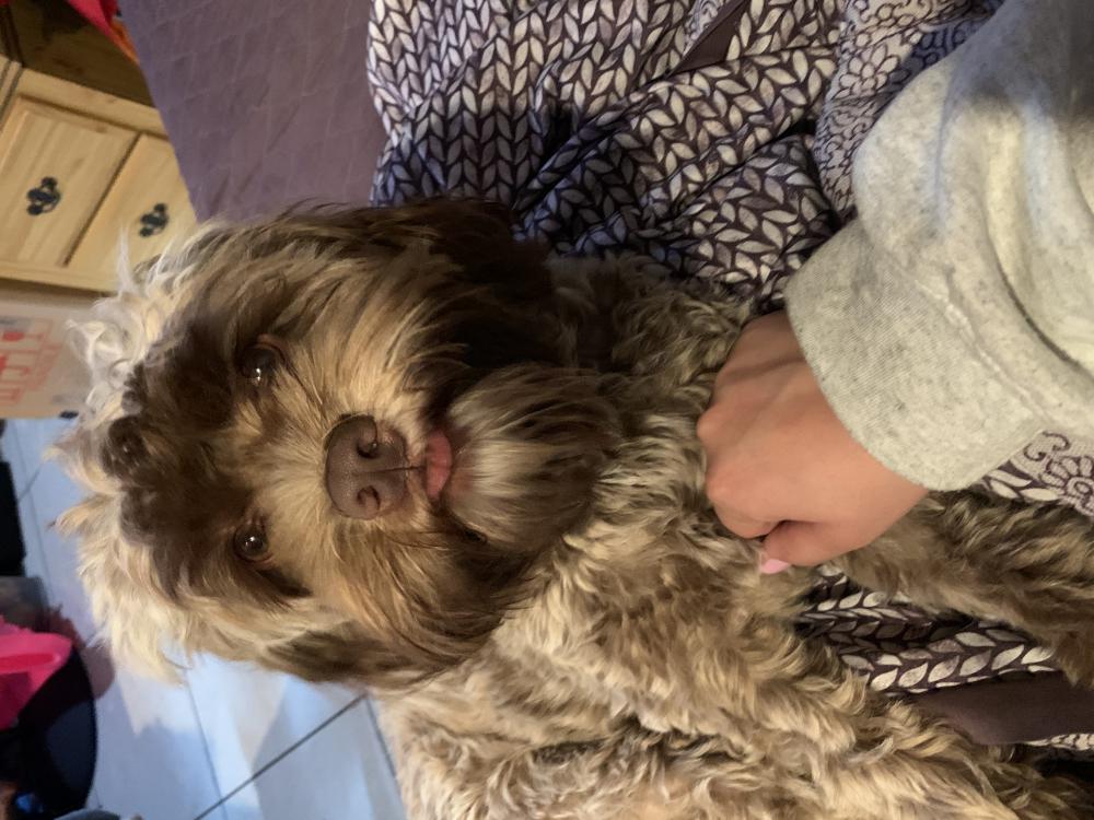 Image of Bulma, Lost Dog