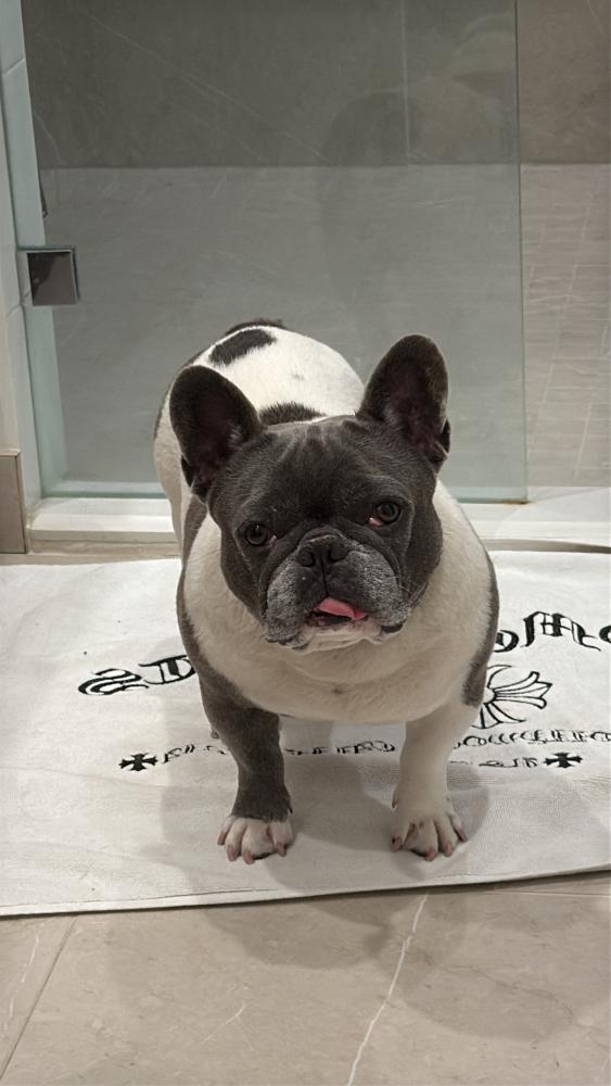 Image of Texas, Lost Dog