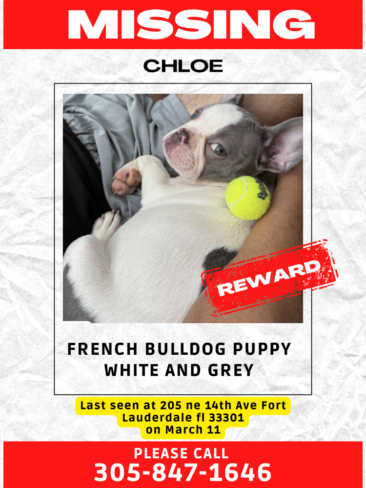 Image of Chloe, Lost Dog