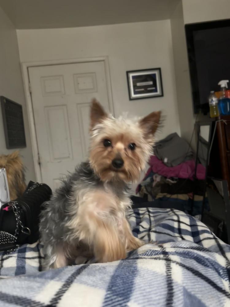 Image of Mula, Lost Dog