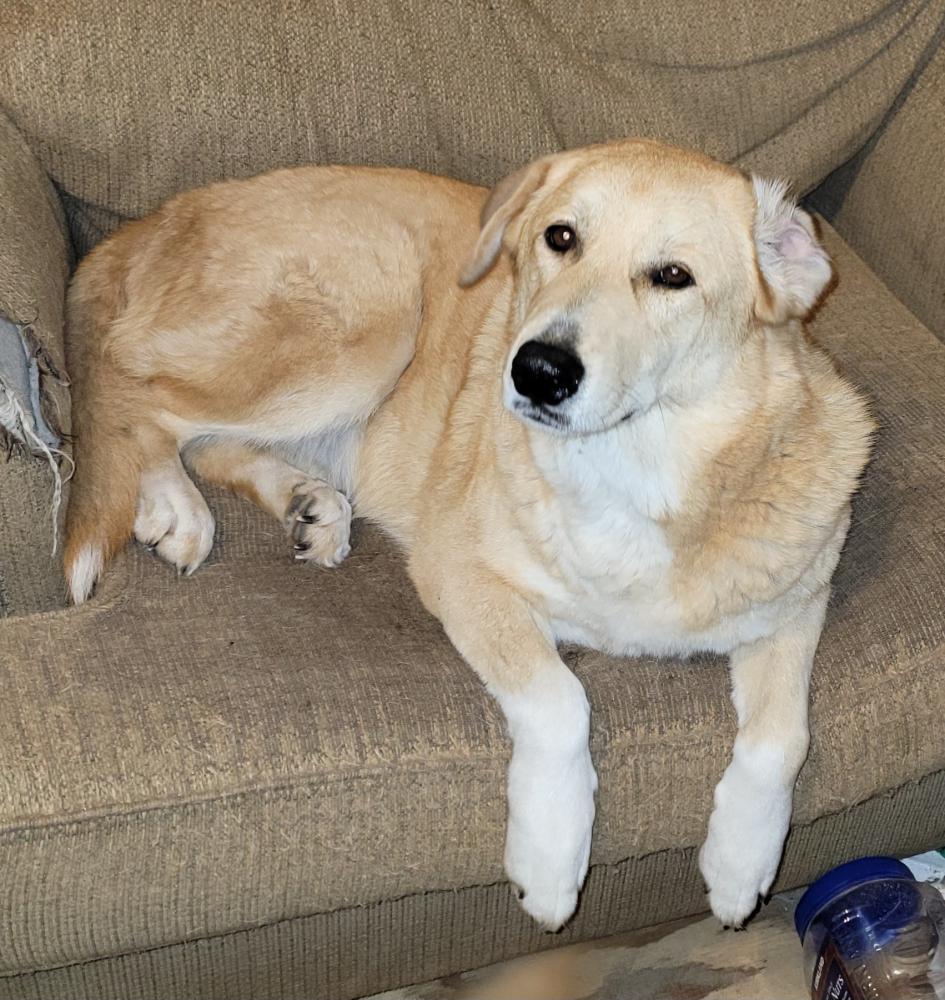 Image of Ruby, Lost Dog